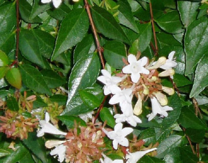 photo of Abelia x grandiflora