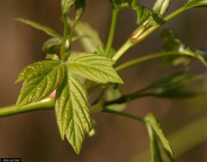 photo of Acer negundo