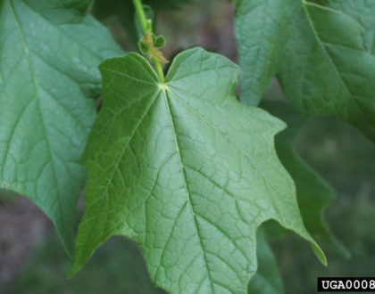 photo of Acer nigrum