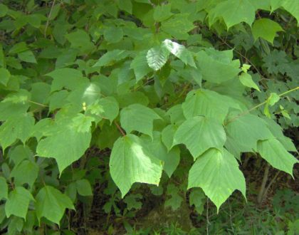 photo of Acer pensylvanicum