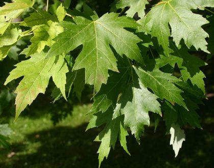 photo of Acer saccharinum