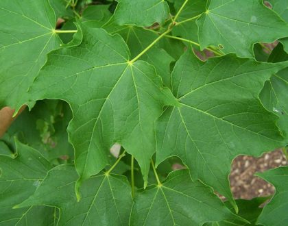 photo of Acer saccharum