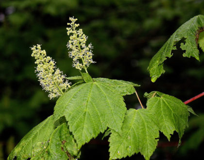 photo of Acer spicatum