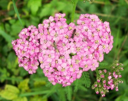 photo of Achillea spp.