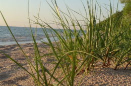 photo of Ammophila breviligulata
