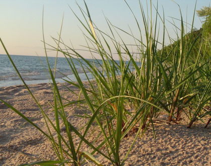 photo of Ammophila breviligulata