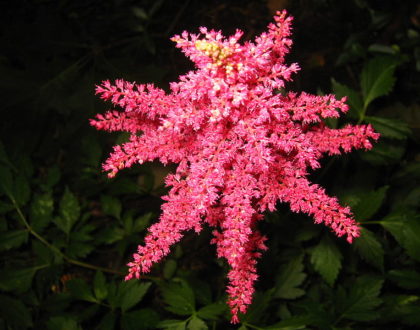 photo of Astilbe spp.