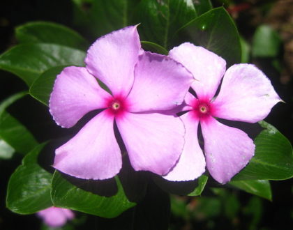 photo of Catharanthus roseus