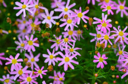 photo of Coreopsis rosea