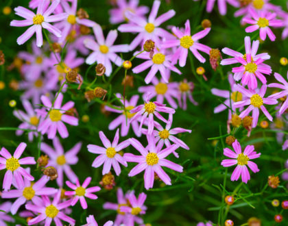 photo of Coreopsis rosea