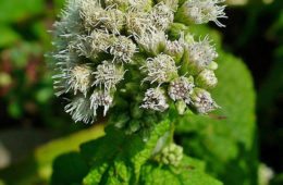 photo of Eupatorium perfoliatum