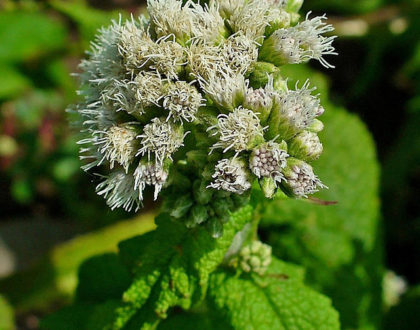 photo of Eupatorium perfoliatum