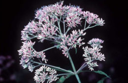 photo of Eutrochium fistulosum