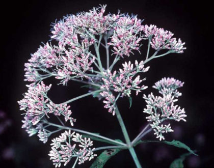 photo of Eutrochium fistulosum