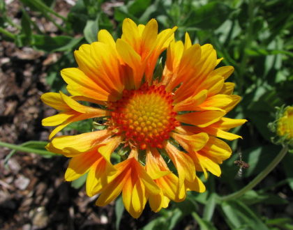 photo of Gaillardia x grandiflora