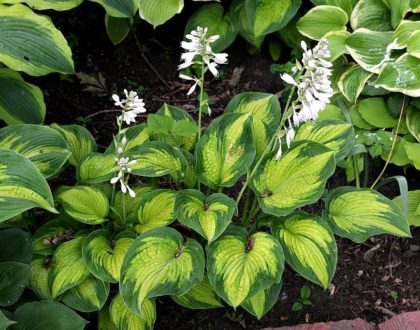 photo of Hosta spp.