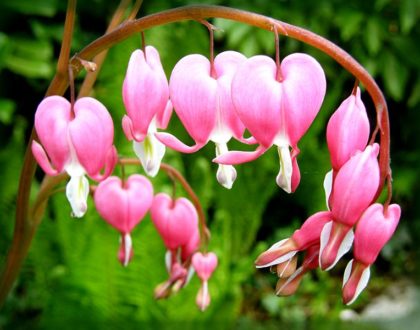 photo of Lamprocapnos spectabilis