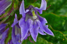 photo of Lobelia siphilitica