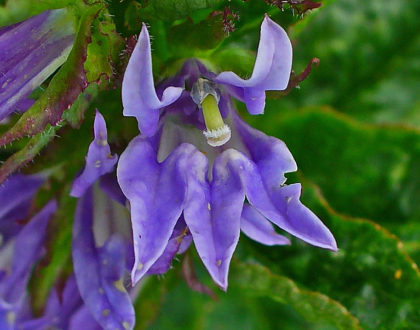 photo of Lobelia siphilitica