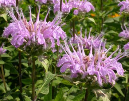 photo of Monarda fistulosa