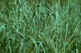 photo of Panicum amarum