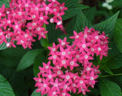 photo of Pentas lanceolata