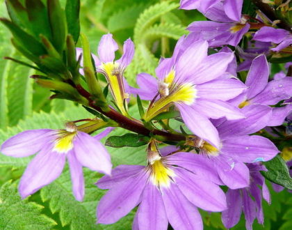 photo of Scaevola aemula