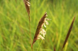 photo of Spartina patens