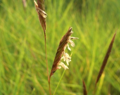 photo of Spartina patens