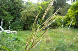 photo of Spartina pectinata