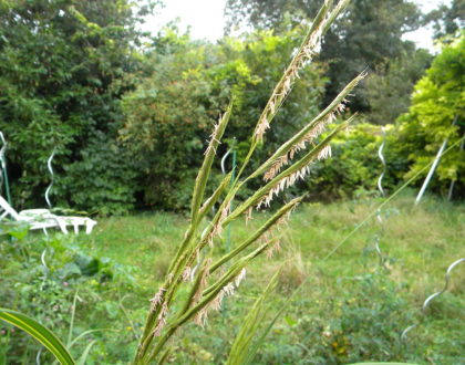 photo of Spartina pectinata