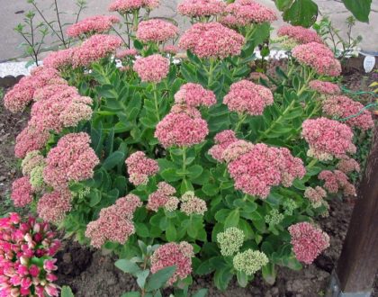 photo of hylotelephium telephium or sedum