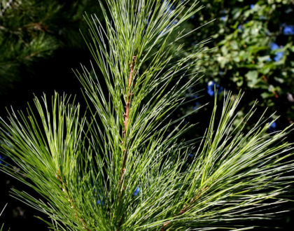 photo of Pinus strobus Fastigiata