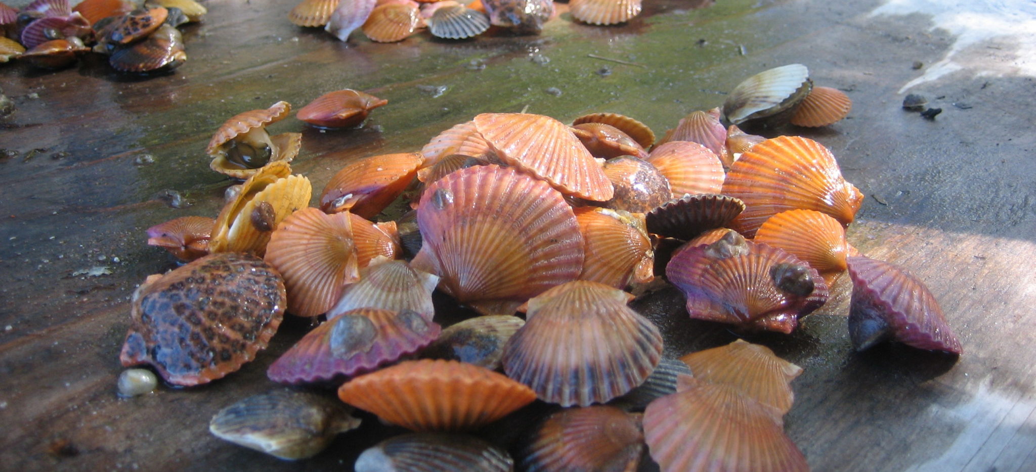Restoring the Peconic Bay Scallop Peconic Estuary Partnership
