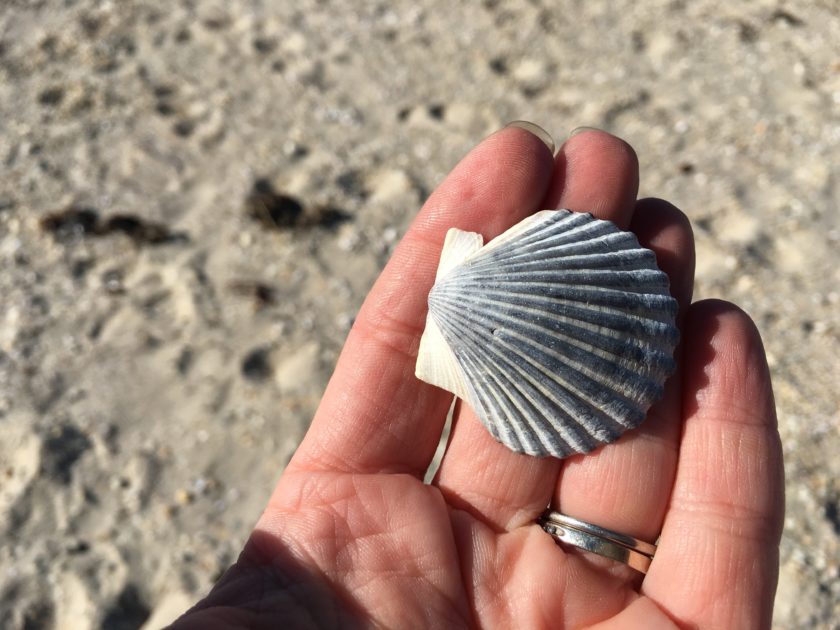 Scallop shell in hand