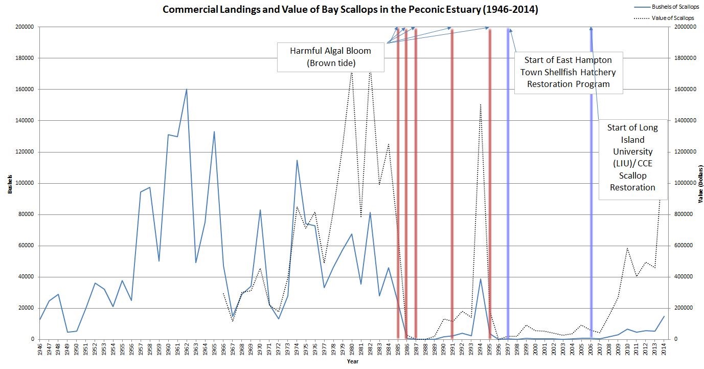 Restoring the Peconic Bay Scallop Peconic Estuary Partnership