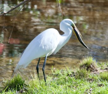 Great Egret eating an alewife