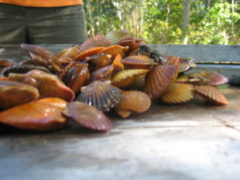 Harvested scallops