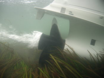 Boat propeller harming an eelgrass bed.