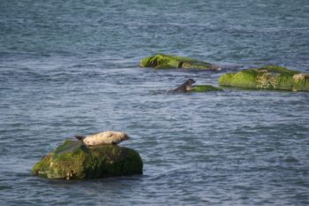 Harbor Seals on boulders in the Peconic Estuary.