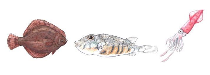 Drawing of a flounder, northern puffer fish, and a squid.
