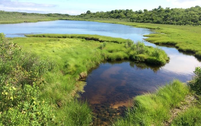 View of a wetland in the Peconic Estuary.