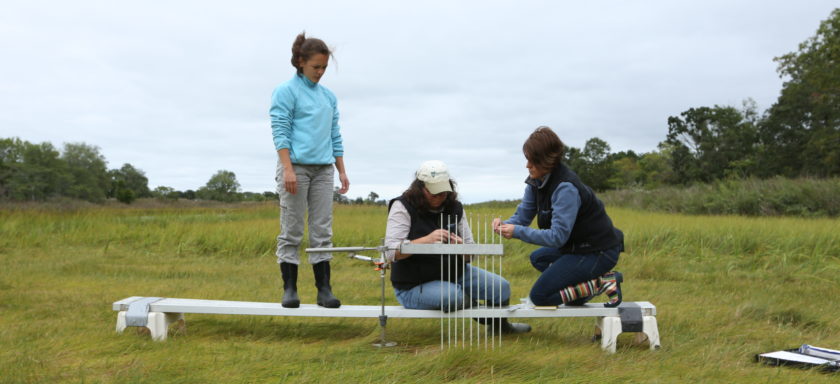 Peconic Estuary Program staff measuring the elevation of the salt marsh at Indian Island County Park.