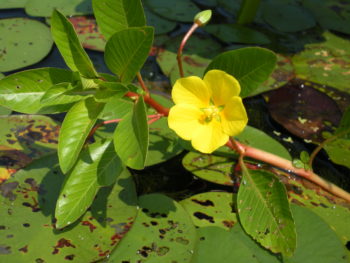 Ludwigia peploides, creeping water primrose, is invasive in the Peconic River.