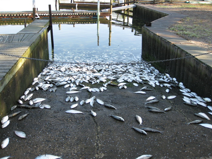 Large amount of dead fish washed up on a boat ramp.