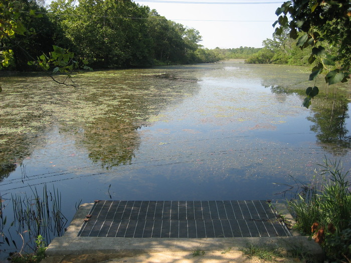 Aquatic invasive species in the Peconic Estuary.