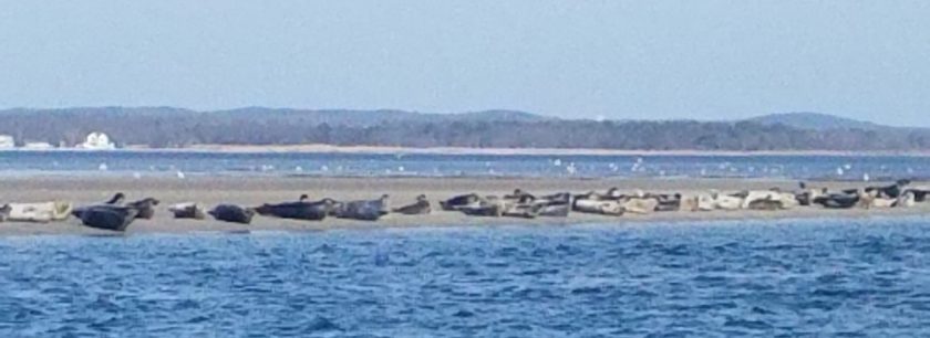 Harbor seals sunning themselves on the beach.