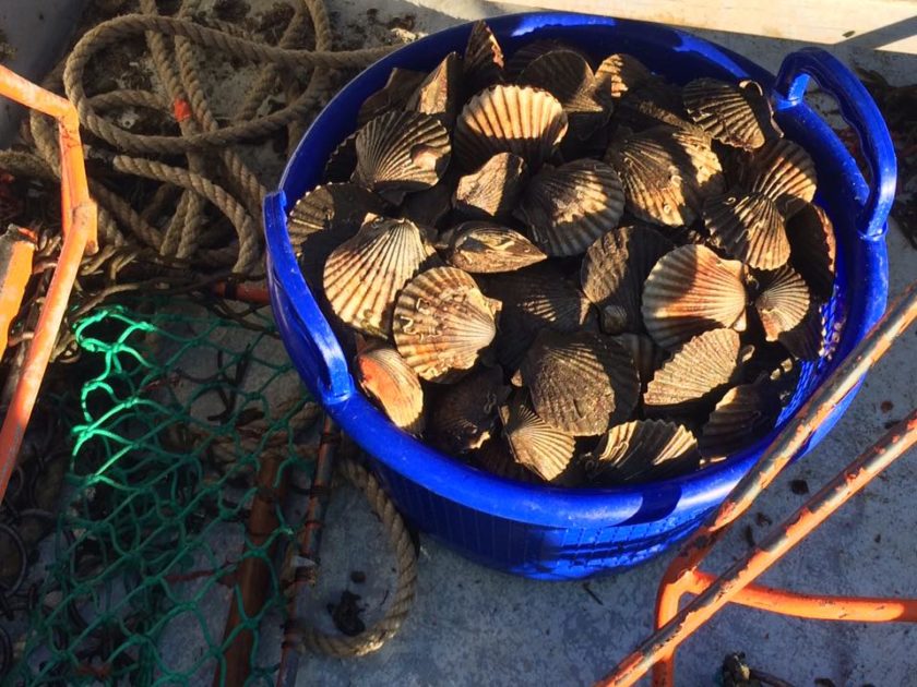 Peconic Bay Scallop Adult Population DieOff Peconic Estuary Partnership