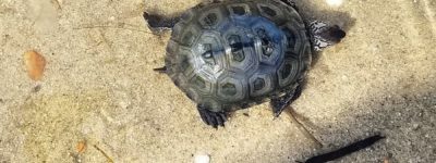 diamondback terrapin