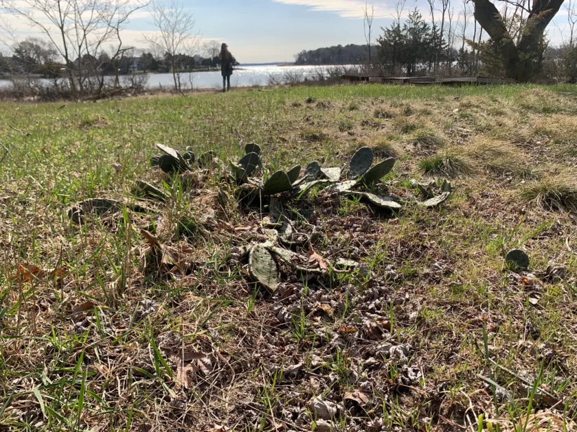 a photo at broad cove preserve apart of the peconic estuary. the photo is of prickly pear, a native plant